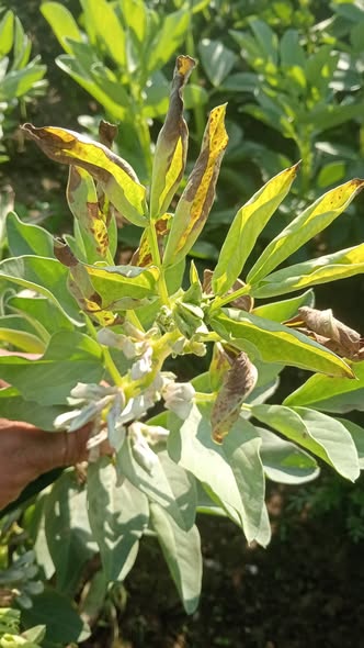 السلام عليكم لو سمحت عندي الفول عمر شهرين في بعض الاشجار كدا ده ايه وايه الحل ؟